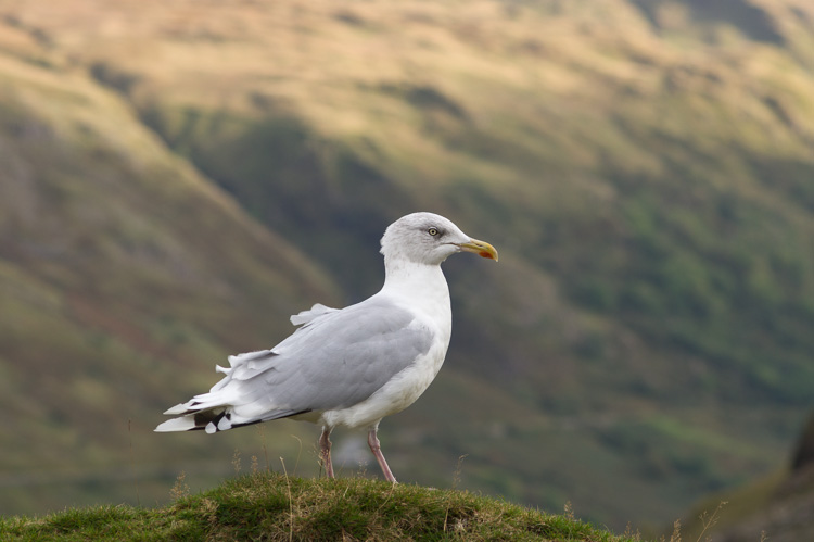 Seagull